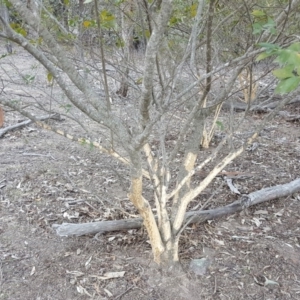 Ligustrum sinense at Symonston, ACT - 30 Sep 2018