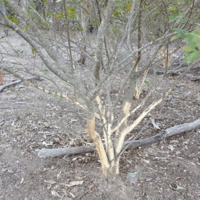 Ligustrum sinense (Narrow-leaf Privet, Chinese Privet) at Mount Mugga Mugga - 30 Sep 2018 by Mike