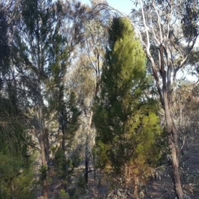 Callitris endlicheri (Black Cypress Pine) at Symonston, ACT - 30 Sep 2018 by Mike