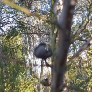 Callitris endlicheri at Symonston, ACT - 30 Sep 2018 04:06 PM