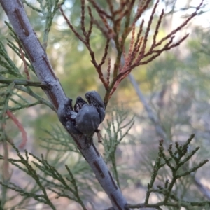 Callitris endlicheri at Symonston, ACT - 30 Sep 2018 04:06 PM