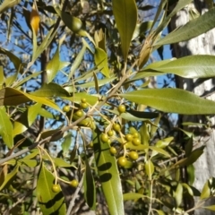 Olea europaea subsp. cuspidata (African Olive) at Mount Mugga Mugga - 30 Sep 2018 by Mike