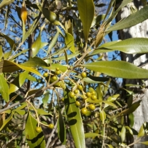 Olea europaea subsp. cuspidata at Symonston, ACT - 30 Sep 2018 03:51 PM