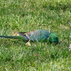 Psephotus haematonotus (Red-rumped Parrot) at Parkes, ACT - 28 Sep 2018 by JanetRussell