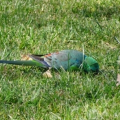 Psephotus haematonotus (Red-rumped Parrot) at Parkes, ACT - 27 Sep 2018 by JanetRussell