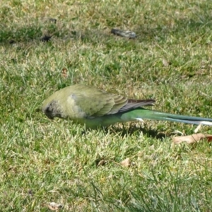 Psephotus haematonotus at Parkes, ACT - 28 Sep 2018