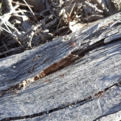 Papyrius nitidus (Shining Coconut Ant) at Symonston, ACT - 30 Sep 2018 by Mike