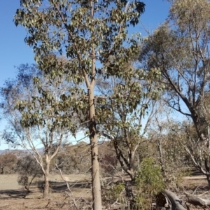 Brachychiton populneus subsp. populneus at Symonston, ACT - 30 Sep 2018