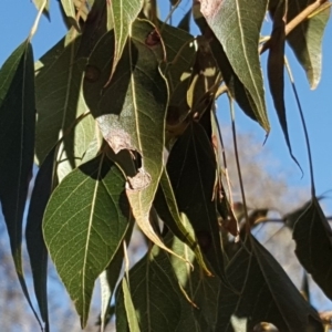 Brachychiton populneus subsp. populneus at Symonston, ACT - 30 Sep 2018