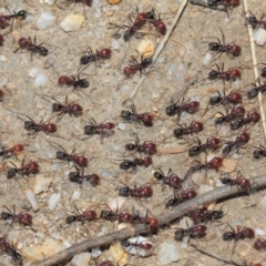 Iridomyrmex purpureus (Meat Ant) at Paddys River, ACT - 28 Sep 2018 by TimL