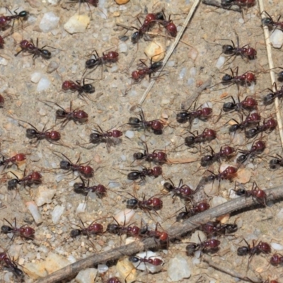 Iridomyrmex purpureus (Meat Ant) at Paddys River, ACT - 27 Sep 2018 by Tim L