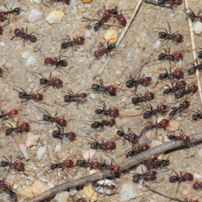 Iridomyrmex purpureus (Meat Ant) at Paddys River, ACT - 28 Sep 2018 by TimL