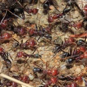 Iridomyrmex purpureus at Paddys River, ACT - 28 Sep 2018