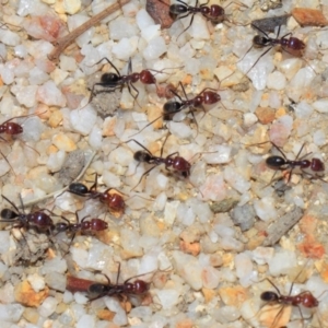 Iridomyrmex purpureus at Paddys River, ACT - 28 Sep 2018