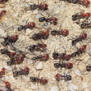 Iridomyrmex purpureus at Paddys River, ACT - 28 Sep 2018