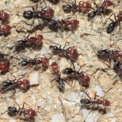 Iridomyrmex purpureus at Paddys River, ACT - 28 Sep 2018