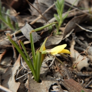 Diuris chryseopsis at Cook, ACT - 24 Sep 2018