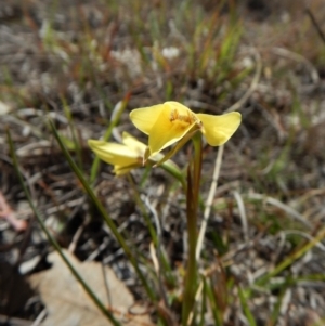 Diuris chryseopsis at Cook, ACT - suppressed