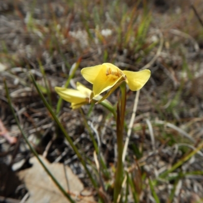Diuris chryseopsis (Golden Moth) at Mount Painter - 26 Sep 2018 by CathB