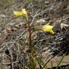 Diuris chryseopsis at Cook, ACT - 26 Sep 2018