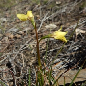 Diuris chryseopsis at Cook, ACT - suppressed