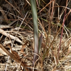 Calochilus platychilus (Purple Beard Orchid) at Mount Painter - 26 Sep 2018 by CathB