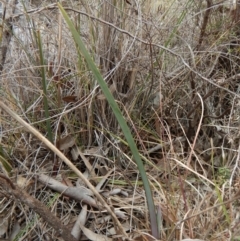 Calochilus platychilus at Cook, ACT - 26 Sep 2018