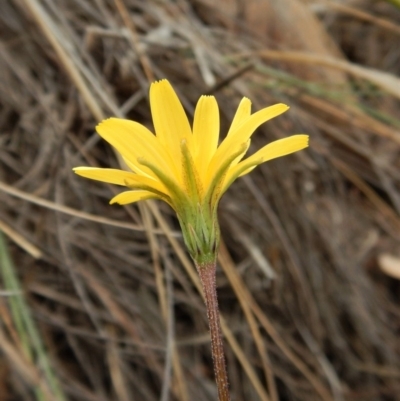 Microseris walteri (Yam Daisy, Murnong) at Cook, ACT - 26 Sep 2018 by CathB