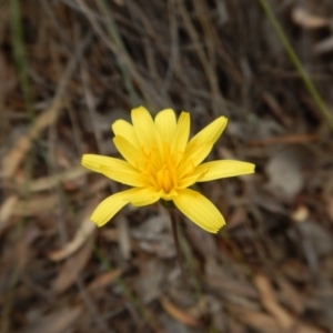 Microseris walteri at Cook, ACT - 26 Sep 2018 12:46 PM