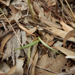 Microseris walteri at Cook, ACT - 26 Sep 2018 12:46 PM