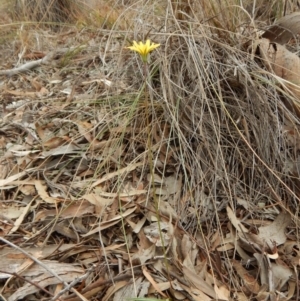 Microseris walteri at Cook, ACT - 26 Sep 2018