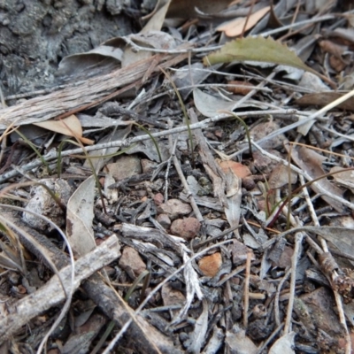 Caleana minor (Small Duck Orchid) at Aranda Bushland - 27 Sep 2018 by CathB