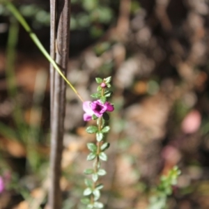 Tetratheca thymifolia at Morton National Park - 30 Sep 2018