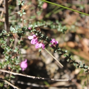 Tetratheca thymifolia at Morton National Park - 30 Sep 2018