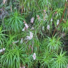 Dracophyllum secundum at Morton National Park - 30 Sep 2018 by nickhopkins