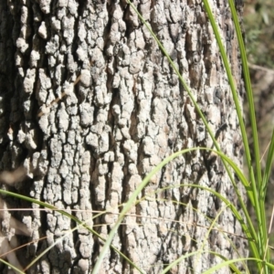 Corymbia gummifera at Yadboro, NSW - 30 Sep 2018 10:35 AM