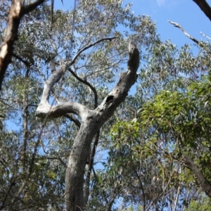 Native tree with hollow(s) at Morton National Park - 30 Sep 2018