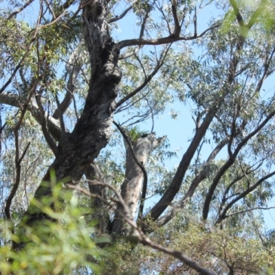 Native tree with hollow(s) (Native tree with hollow(s)) at Morton National Park - 30 Sep 2018 by nickhopkins