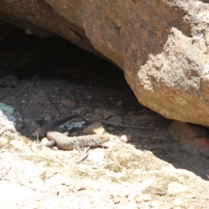 Egernia cunninghami at Morton National Park - 30 Sep 2018