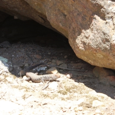 Egernia cunninghami (Cunningham's Skink) at Morton National Park - 30 Sep 2018 by nickhopkins