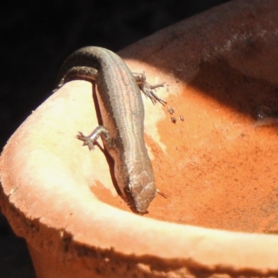 Lampropholis delicata (Delicate Skink) at Aranda, ACT - 30 Sep 2018 by KMcCue