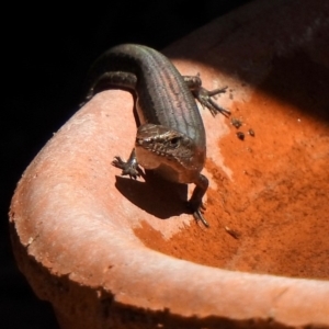 Lampropholis delicata at Aranda, ACT - 30 Sep 2018 01:58 PM