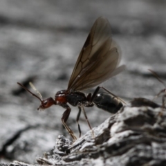 Papyrius nitidus (Shining Coconut Ant) at Mount Ainslie - 30 Sep 2018 by SuziBond