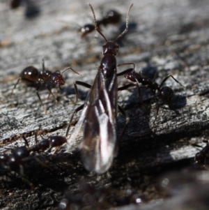 Papyrius nitidus at Ainslie, ACT - suppressed