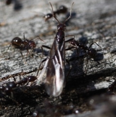 Papyrius nitidus at Ainslie, ACT - 30 Sep 2018