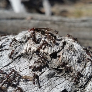 Papyrius nitidus at Ainslie, ACT - 30 Sep 2018