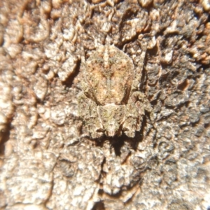 Stephanopis sp. (genus) at Ainslie, ACT - 30 Sep 2018 03:08 PM