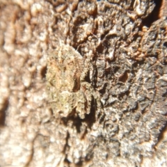 Stephanopis sp. (genus) at Ainslie, ACT - 30 Sep 2018 03:08 PM