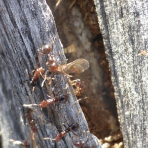 Papyrius nitidus at Symonston, ACT - suppressed