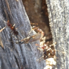 Papyrius nitidus at Symonston, ACT - suppressed